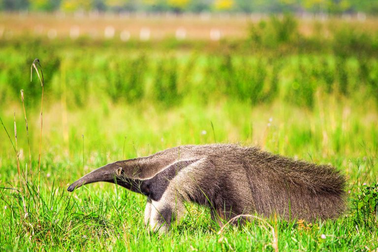 Giant Anteater - Corocora Wildlife Camp in Colombia