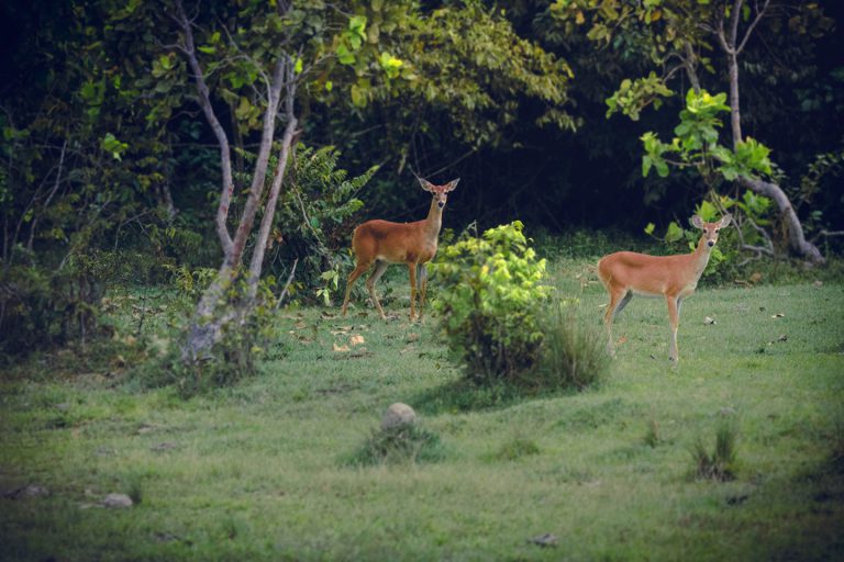 Deer - Corocora Wildlife Camp
