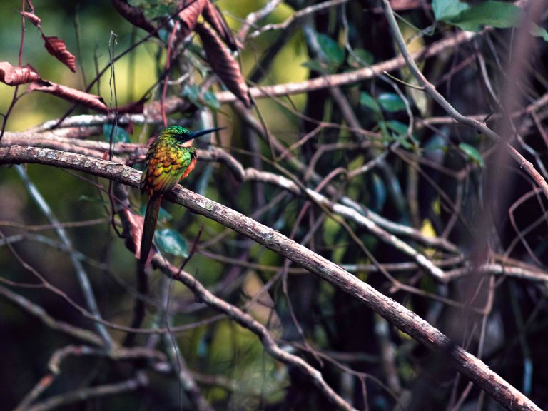 Birdwatching - Corocora Wildlife Camp in Colombia